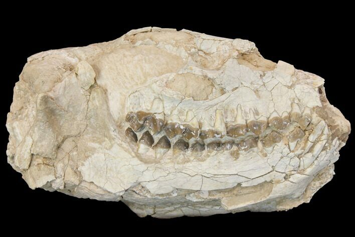 Fossil Oreodont (Merycoidodon) Skull - Wyoming #144156